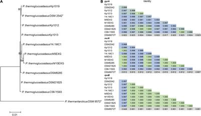 Not All That Glitters Is Gold: The Paradox of CO-dependent Hydrogenogenesis in Parageobacillus thermoglucosidasius